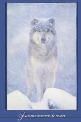 Poster - Artic wolf Enmarcado de laminas